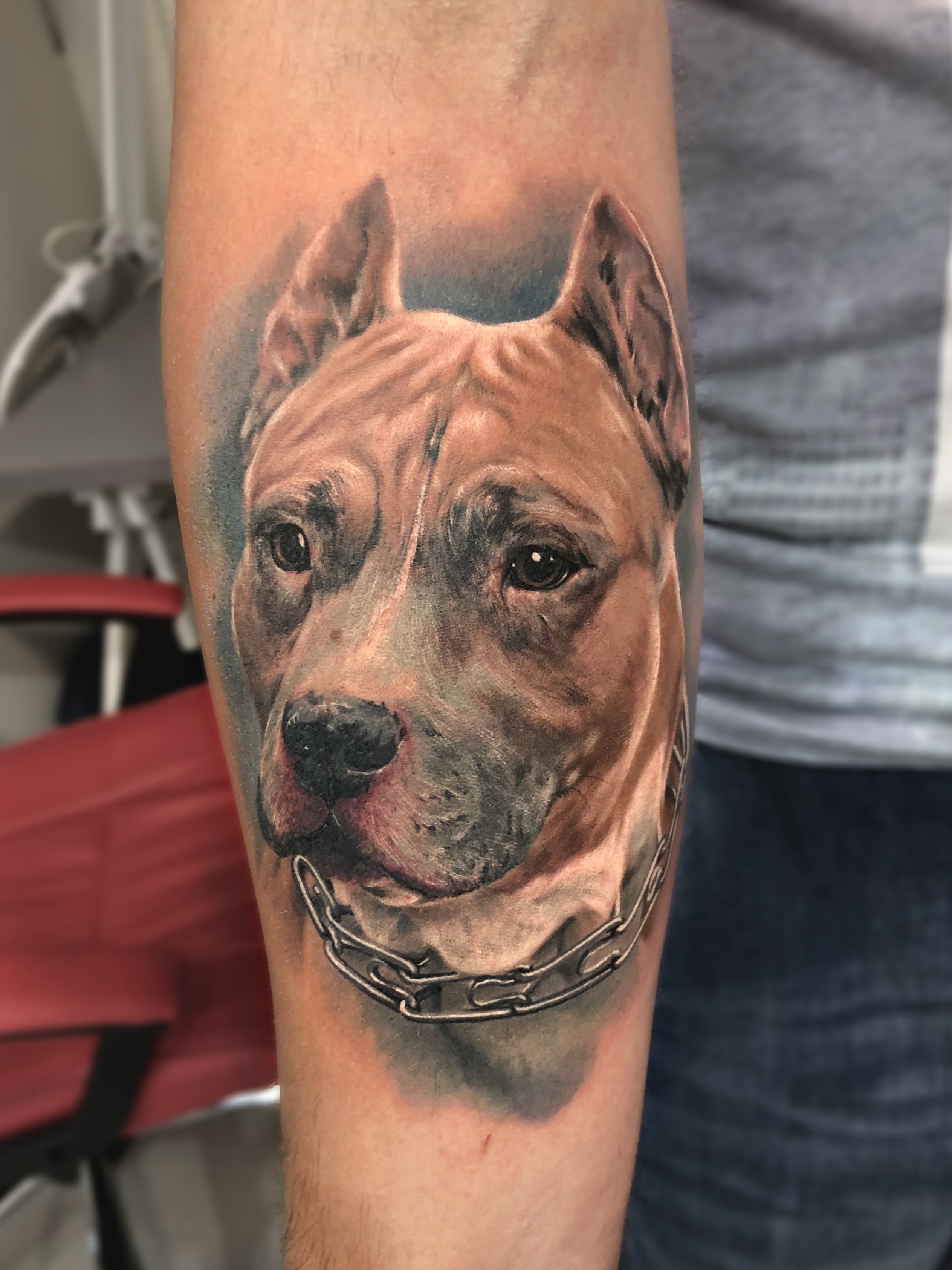Pitbull tattoo zaed